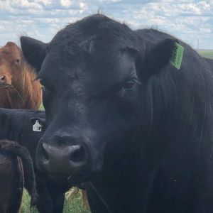 Meet your Posher, Tim